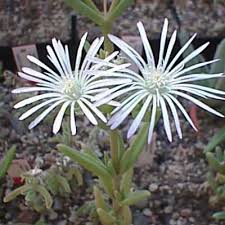Image result for Delosperma tradescantioides