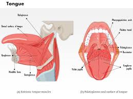0514 Muscles That Move The Tongue Medical Images For Powerpoint Presentation Powerpoint Templates Ppt Slide Templates Presentation Slides Design Idea