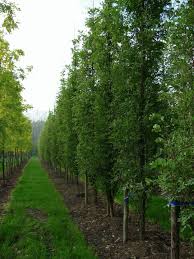 Image result for Robinia
