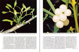 Image result for Viscum cylindricum
