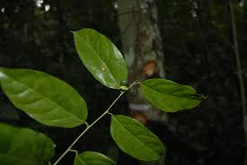 Image result for Heisteria