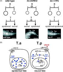 Control of cell polarity by noncanonical Wnt signaling in C. elegans