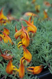 Image result for Lotus berthelotii