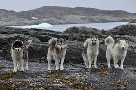 Sledge Dogs Hunde Island Greenland Sledge Dog Greenland Dog Dogs