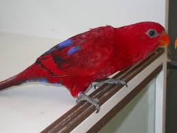 Lory Red Animales