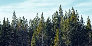 Wausau: Summer at Mead: Forestry Fun