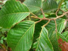 Image result for Dipterocarpaceae