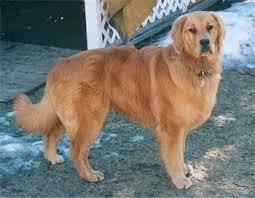 Golden Retriever Dog Breed Pictures 2