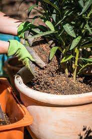 Mediterrane Pflanzen Fur Die Terrasse Terrakotta Kubel Mediterrane Pflanzen Pflanzen Terrasse Pflanzen