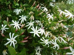 Jasmine indian flowers, delivering fresh indian flowers, bouquets, baskets, garlands for weddings, anniversaries, birthdays, pooja, and any other important events. African Jasmine Desert Horizon Nursery