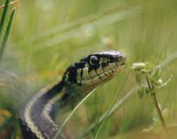 In washington it is found from coastal and mountain forests to sagebrush deserts, usually close to water or wet meadows—or your garden. Living With Wildlife Snakes Washington Department Of Fish Wildlife