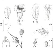 Image result for Anticharis senegalensis