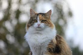 Internally, coconut oil can benefit a cat's immune system, help with hairballs, reduce arthritis inflammation, improve bad breath, and help with a healthy stomach, she says. Cat Hairballs Treatment Advice Prevention Firstvet