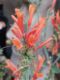 Image result for Dicliptera sp. C