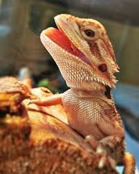 Black Bearded Dragon For Sale Uk The Bearded Dragon Diet 7 Top Foods Bearded Dragon Funny Baby Bearded Dragon
