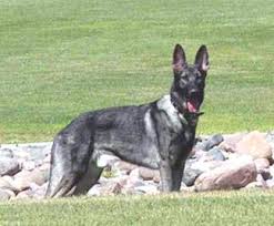 Dark sable long coat german shepherd puppy, wolfgang haus german shepherds texas.jpg. Sable German Shepherds Agouti Or Wolf Gray