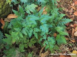 Image result for Selaginella kivuensis
