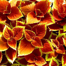 Image result for Coleus meyeri