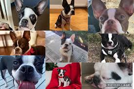 Get a boxer, husky, german shepherd, pug, and more on kijiji, canada's #1 local classifieds. Belle S Bo S Boston Terriers Mcbee South Carolina Facebook