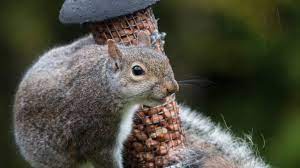 Ground squirrels vs tree squirrel vocalizations. Recipe Squizzotto Squirrel Risotto With Wild Garlic Hawke Life