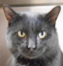 In 2015, eastpointe became the first city to restrict pet retail sales, including online retail sales. Almost Home Animal Shelter Quinnesec Mi Cats Animal Shelter Animals Cats