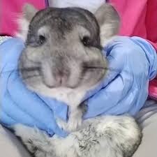 The #1 free pet classifieds site to buy, sell and rehome chinchillas and other rodents near me. Female Chinchilla For Sale Live Small Pets Petsmart