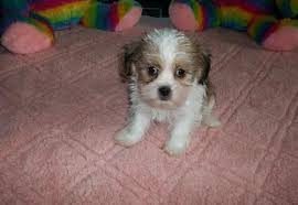 Look at pictures of shih tzu puppies who need a home. Free Shih Tzu Puppies Springfield Mo Pets Lovers