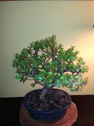 Jade Bonsai Tree Jade Bonsai Bonsai Tree Bonsai