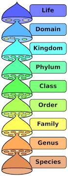 bird species orders names numbers study com