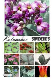 Kalanchoe Species The More The Merrier Types Of Succulents Plants Succulent Landscape Design Kalanchoe Flowers