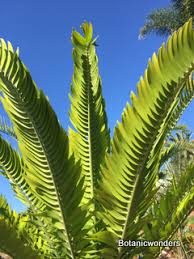 Image result for Encephalartos