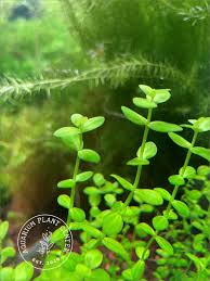 Image result for Lindernia monroi