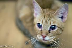 The virus is transmitted in the. Dealing With Upper Respiratory Infections In Cats Catster