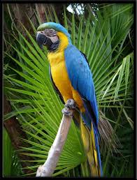 Birds That Start With A P Blue Macaw By Linmorash On Deviantart Blue Macaw Pet Birds Parrot