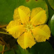 Image result for Nymphoides thunbergiana
