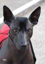 26 Dogs Ideas Dogs Dog Breeds Xoloitzcuintli