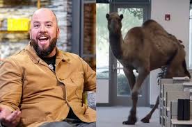 According to youtube, the commercial featuring camels at the zoo being yelled at by passersby was. I Just Learned This Is Us Star Chris Sullivan Voiced The Geico Camel And I Can T Stop Smiling