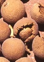 Image result for Boscia filipes