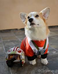 Arya The Corgi Becomes An X Wing Pilot Pics Corgi Cute Animals Pet Costumes