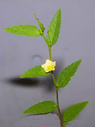 Image result for Sida acuta