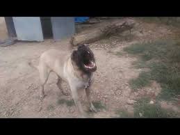 Kopek Havlamasi Sesleri Kangal Anadolu Aslani Coban Kopegi Kizgin Kopek Havlarken Urmesi Videolari Youtube Kopek Coban Kopegi Aslan