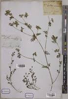 Image result for Kotschya aeschynomenoides