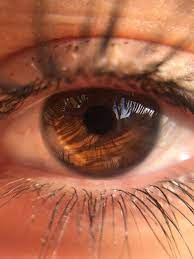 Pin By Gabby Walton On Eyes Brown Eyes Aesthetic Eyes Aesthetic Honey Eyes Color