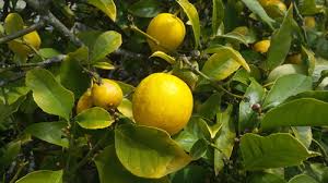 Image result for Citrus × limon