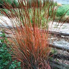 Image result for Sorghastrum