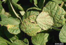 Check spelling or type a new query. Bean Diseases And Pests Description Uses Propagation