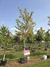 But this is hardly the only reason for choosing maple species. Autumn Fantasy Maple Tree Push Picture