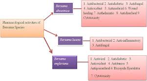 Image result for Bersama lucens