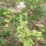 Image result for Cleome aculeata