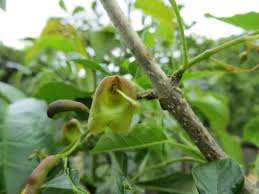 Image result for Markhamia zanzibarica